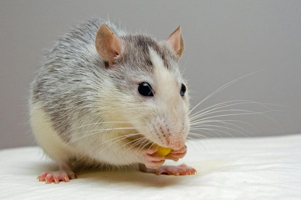 Stoppez l'invasion des rats chez vous : solutions efficaces de dératisation
