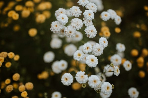 Transformez votre chalet de montagne en un paradis enchanteur